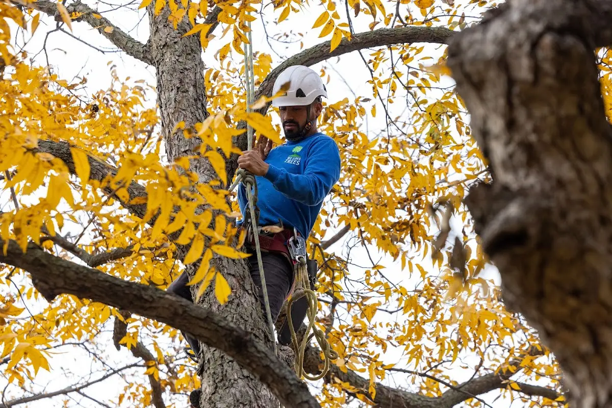 Skilled Tree Pruning crew working in Roosevelt